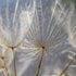 Wish Upon a Dandelion  -  [Custom printed at R560/m²]