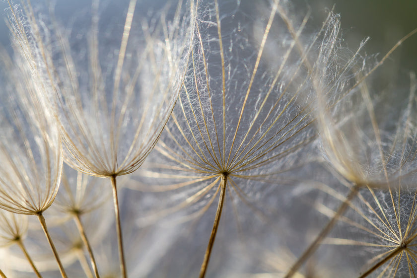 Wish Upon a Dandelion  -  [Custom printed at R560/m²]