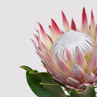 Protea  -  [Custom printed at R560/m²]