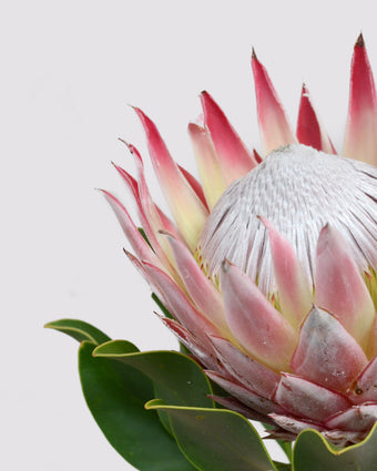 Protea  -  [Custom printed at R598/m²]