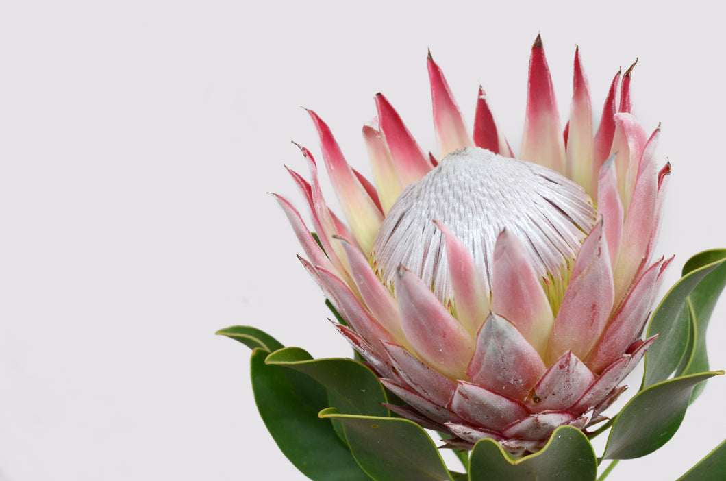 Protea  -  [Custom printed at R560/m²]