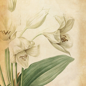 Vintage Botanical  -  [Custom printed at R560/m²]