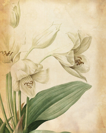 Vintage Botanical  -  [Custom printed at R598/m²]