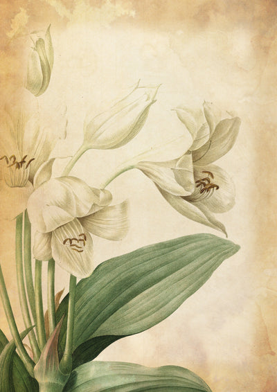 Vintage Botanical  -  [Custom printed at R560/m²]
