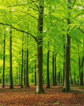 Autumn Forest Floor  -  [Custom printed at R598/m²]