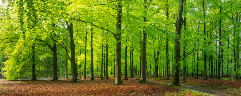 Autumn Forest Floor  -  [Custom printed at R560/m²]