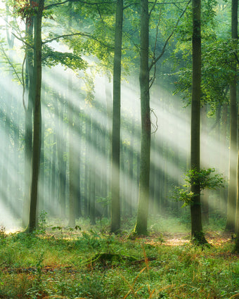 Sunbeam Forest  -  [Custom printed at R598/m²]