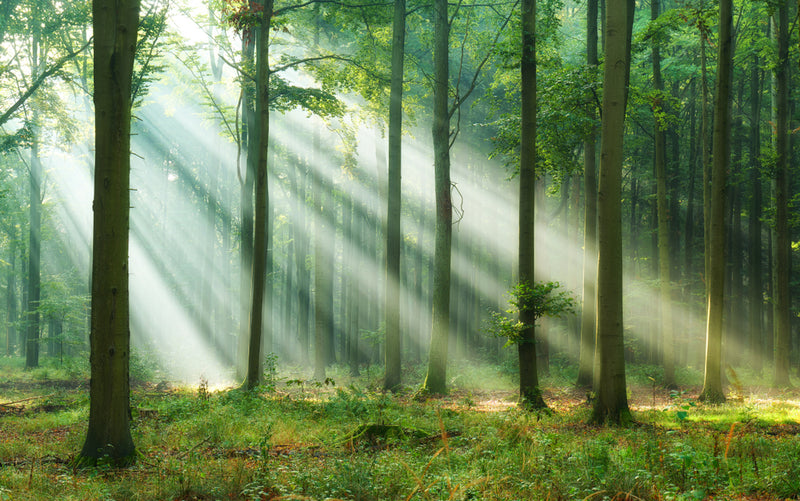 Sunbeam Forest  -  [Custom printed at R560/m²]