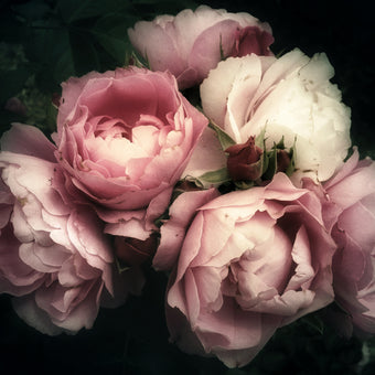 Pick a Peony  -  [Custom printed at R560/m²]