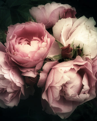Pick a Peony  -  [Custom printed at R598/m²]