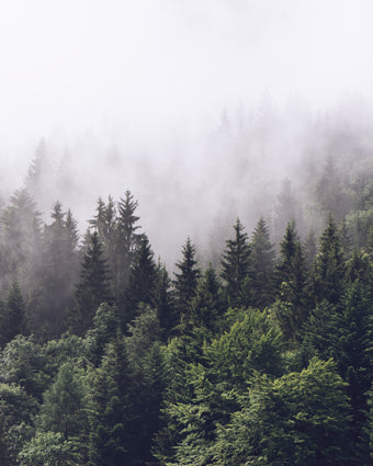 Misty Woods  -  [Custom printed at R598/m²]