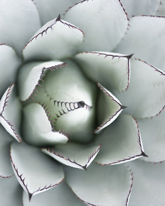 Rock Lily  -  [Custom printed at R598/m²]