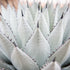 Cactus my Cactus  -  [Custom printed at R560/m²]