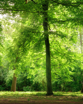 Beautiful Green Forest  -  [Custom printed at R598/m²]