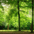Beautiful Green Forest  -  [Custom printed at R560/m²]