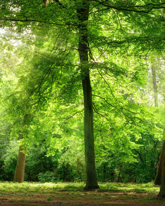Beautiful Green Forest  -  [Custom printed at R598/m²]