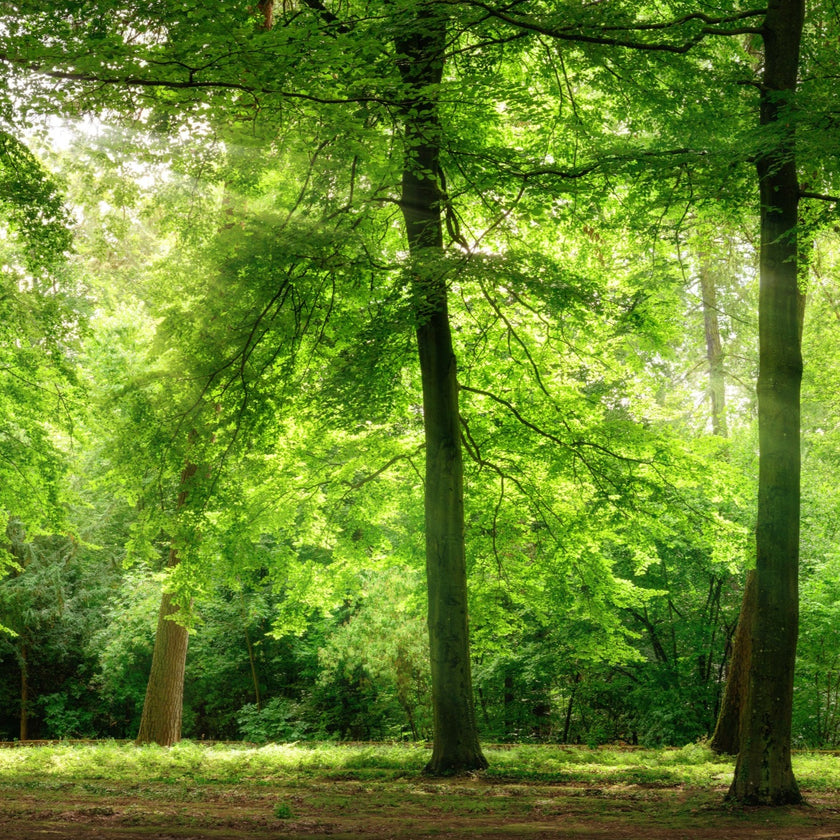 Beautiful Green Forest  -  [Custom printed at R560/m²]