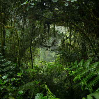 Jungle Tunnel  -  [Custom printed at R560/m²]