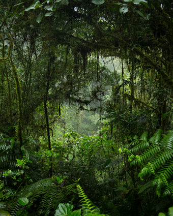 Jungle Tunnel  -  [Custom printed at R598/m²]