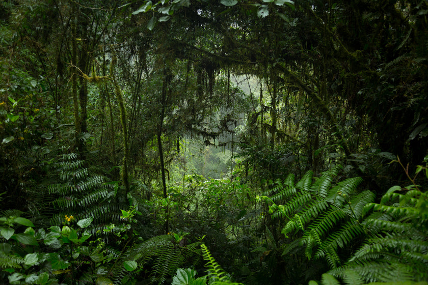 Jungle Tunnel  -  [Custom printed at R560/m²]