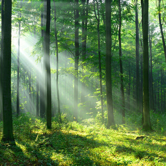 Tranquil Forest  -  [Custom printed at R560/m²]