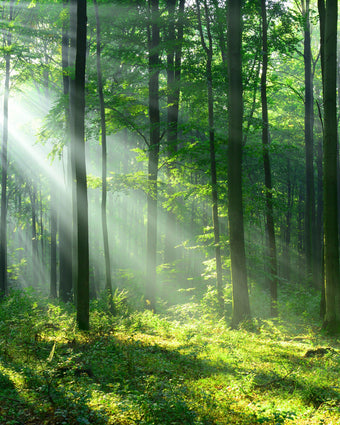 Tranquil Forest  -  [Custom printed at R598/m²]