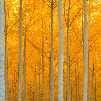 Glowing Autumn Forest  -  [Custom printed at R560/m²]