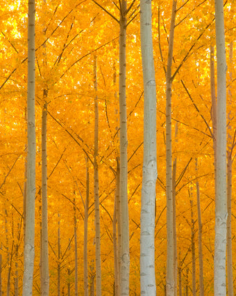 Glowing Autumn Forest  -  [Custom printed at R598/m²]
