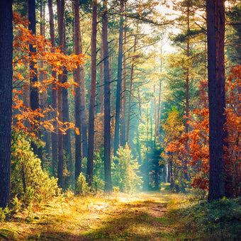Autumn Forest Sunshine  -  [Custom printed at R560/m²]
