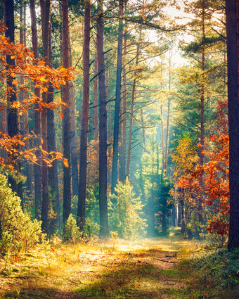 Autumn Forest Sunshine  -  [Custom printed at R598/m²]