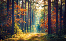 Load image into Gallery viewer, Autumn Forest Sunshine  -  [Custom printed at R560/m²]
