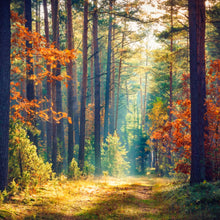 Load image into Gallery viewer, Autumn Forest Sunshine  -  [Custom printed at R560/m²]
